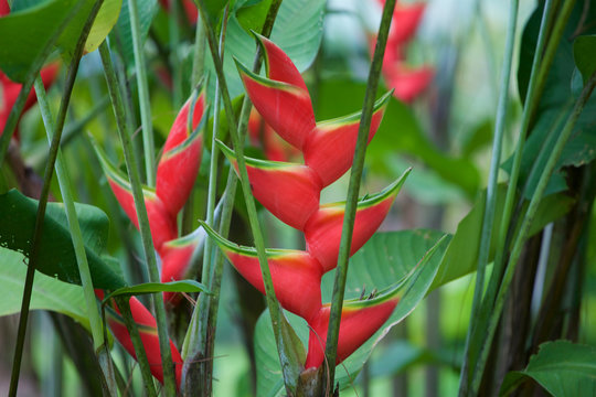 Red Heloconia Flower
