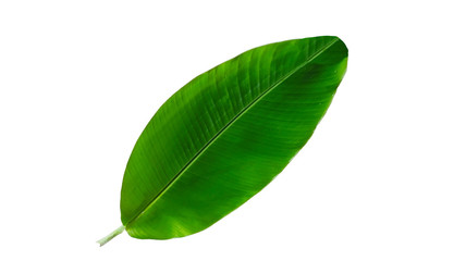 banana green leaf isolated on white background
