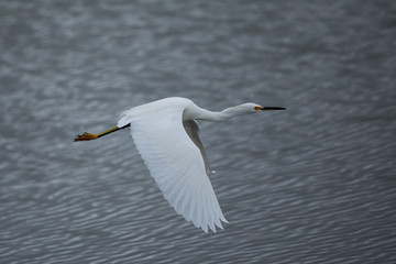 Great egret flying, seen in the wild in a North California marsh