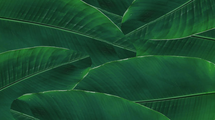 banana green leaf for background texture
