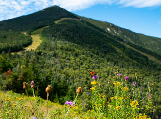 Butterfly in front of Adirondack Whiteface 5th largest mountain in New York State