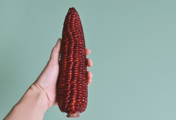 hand holding purple corn, siam ruby queen corn, organic food concept