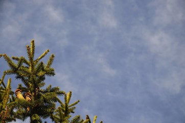 Fototapeta premium Spruce branch. On the branch are large brown cones against the sky, blue with white clouds.