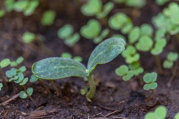 sprout of a pumpkin plant - closeup