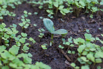 sprout of a pumpkin plant