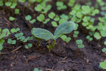 multi-plant shoots