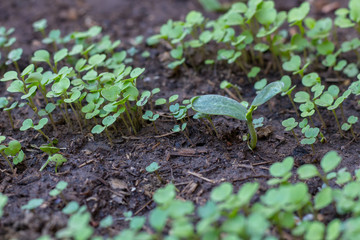 multi-plant shoots - closeup