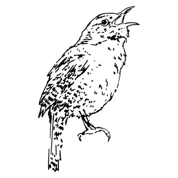 recommend clip art: Isolated vector illustration. Wren bird. Hand drawn linear sketch. Black silhouette on white background.