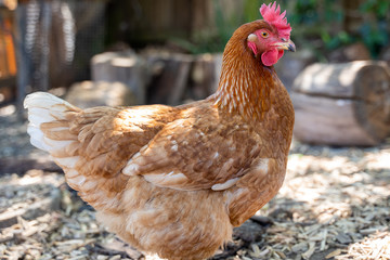 Profile view of a red hen