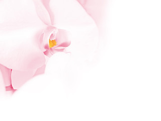 Obraz na płótnie Canvas pink Orchid image_0086