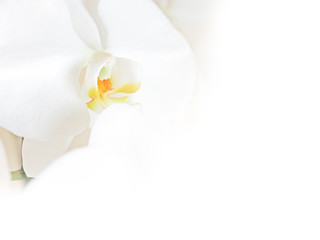 white Orchid image_0086