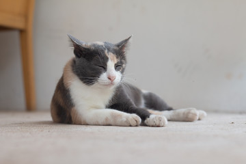 Close up Gray tabby cat stay on floor