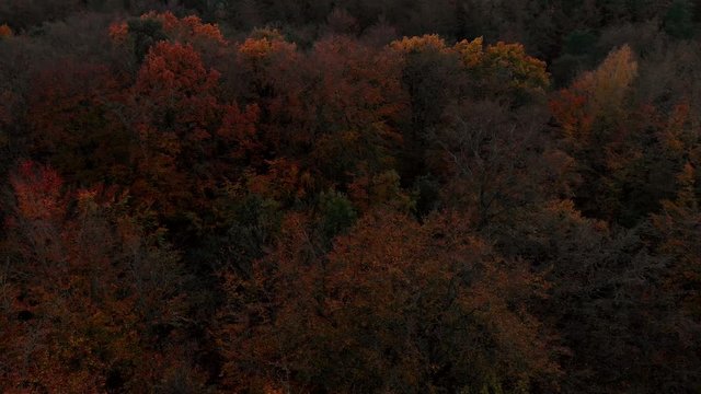 Orbital Flight Around The Treetops, Colorful Tree Leaves In Autumn,