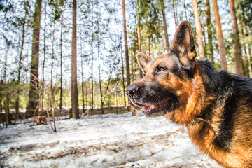 Dog German Shepherd in the forest in an early spring