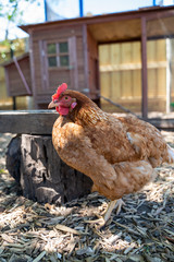 Red Hen standing next to chicken coop in background