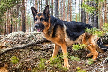 Dog German Shepherd in the forest in an early spring