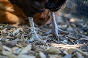 Chickens feet standing on bark