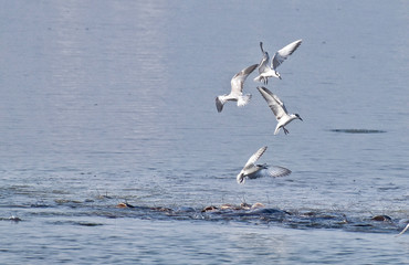 seagulls in flight