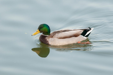 Mallard spotted at Lakhota lake near  Jamnagar,Gujarat,India