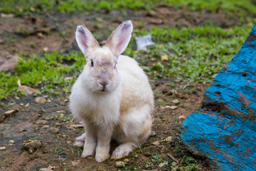 Adorable rabbit at rabbit farm 