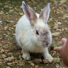Adorable rabbit at rabbit farm 