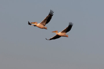 Rosy Pelican in flight  in morning light seen near  Jamnagar,Gujarat,India