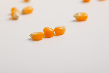 Dried corn seeds in bowl on white background 