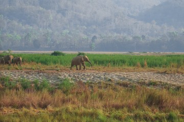 Asiatic Elephant in grassland 