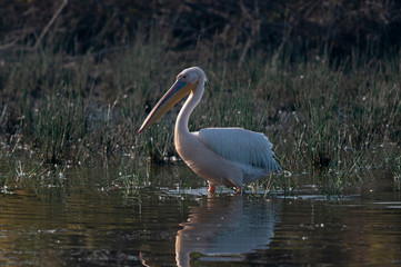 Rosy Pelican in morning light seen near  Jamnagar,Gujarat,India