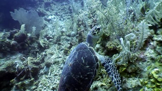 Turtle on seabed in undewater sea and ocean life on background of marine wildlife on Cuba. Concept peaceful relations, friendship between underwater animals and people.
