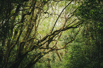 Forests are viewed from high have many fog Kilimanjaro Mountain