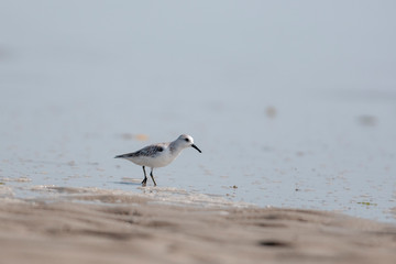 rare Sanderling seen at waterbody near  Jamnagar,Gujarat,India
