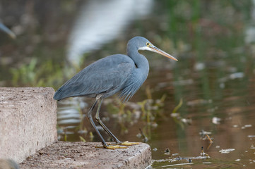 Western Reef Heron  seen at waterbody near  Jamnagar,Gujarat,India