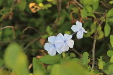 white flower