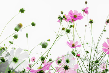 flowers cosmos with green leaf blooming on white sky background