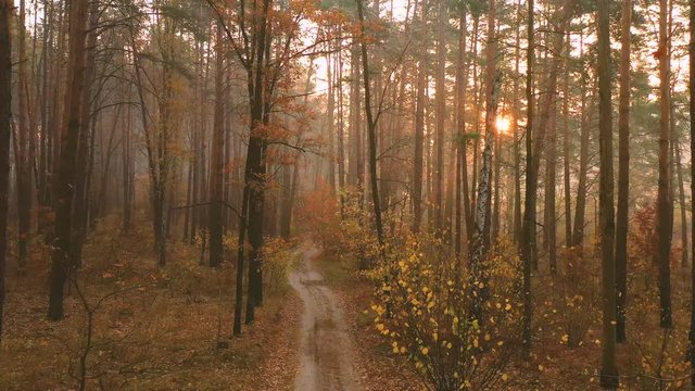 4k video capture from the drone. Slow flight through autumn foggy forest. The rays of the sun make their way through the branches of the pines, illuminating the mist well. Which creates a fabulous atm