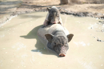 pigs breeding in the farm