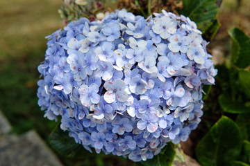 blue flowers in the garden