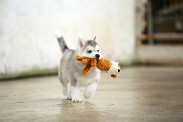 Siberian Husky puppy gray and white colors play with doll. Puppy hold toy in mouth and run. © Wasitt