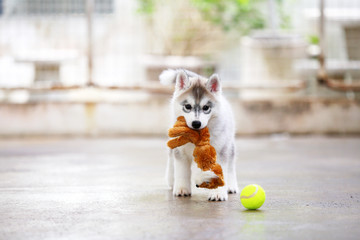 Siberian Husky puppy gray and white colors play with doll and tennis ball. Puppy hold toy in mouth.