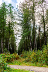 Obraz premium Landscape picture in Cannock Chase showing forest
