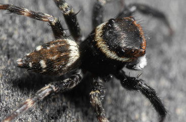 Macro Photo of Jumping Spider on The Floor