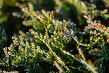 green young thuja branches covered with hoarfrost on blurred background, close view  