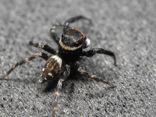 Macro Photo of Jumping Spider on The Floor