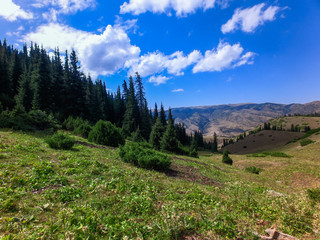 Alpine meadows at summer