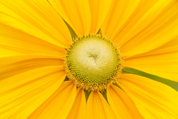 Close up of sunflower pollen focus on the center