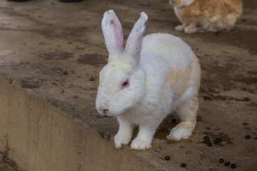 a hand trying to feed rabbit