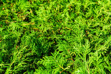 Background of the evergreen juniper bushes. Natural pattern