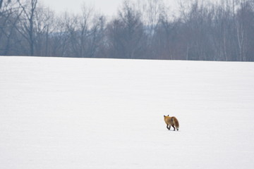 雪原のキツネ
