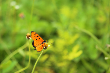 Obraz premium Colourful butterfly with green leaves background.